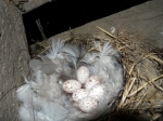 Swallow nest 6 eggs Yorbus Grange May 2010